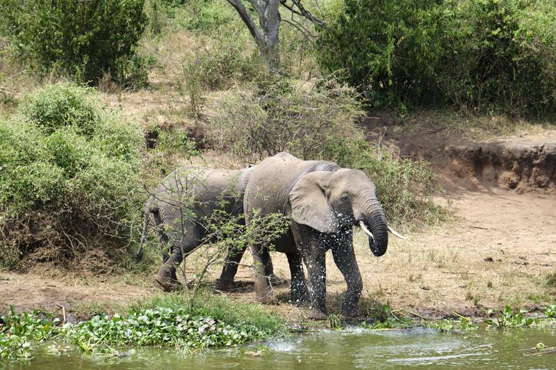 Elephants drinking water at the water's edge, Uganda