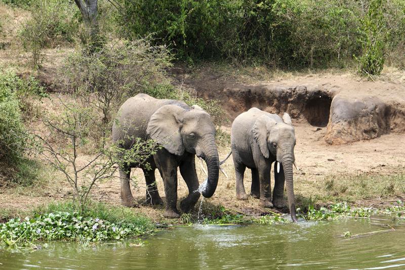 Elephants drinking water at the water's edge, Uganda