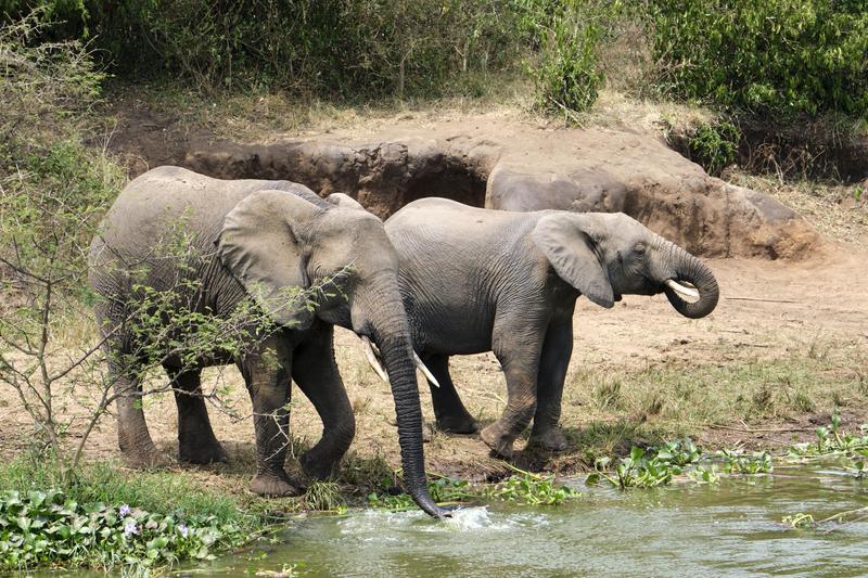 Elephants drinking water at the water's edge, Uganda