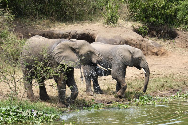 Elephants drinking water at the water's edge, Uganda