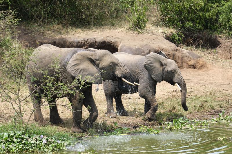 Elephants drinking water at the water's edge, Uganda