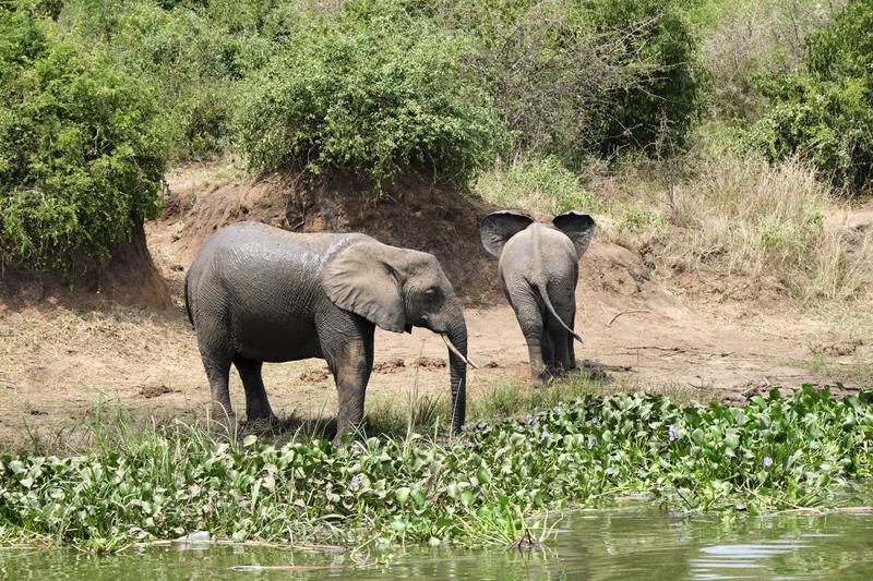 Elephants drinking water at the water's edge, Uganda