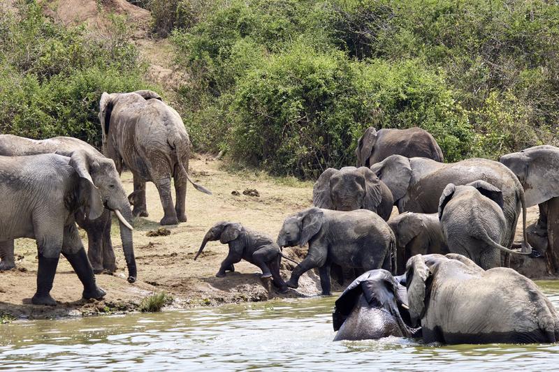 Herd of elephants in the water, Uganda