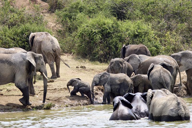 Herd of elephants in the water, Uganda