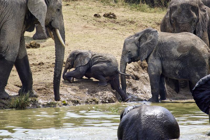 Herd of elephants in the water, Uganda