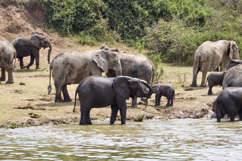 Herd of elephants in the water, Uganda