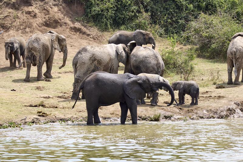 Herd of elephants in the water, Uganda