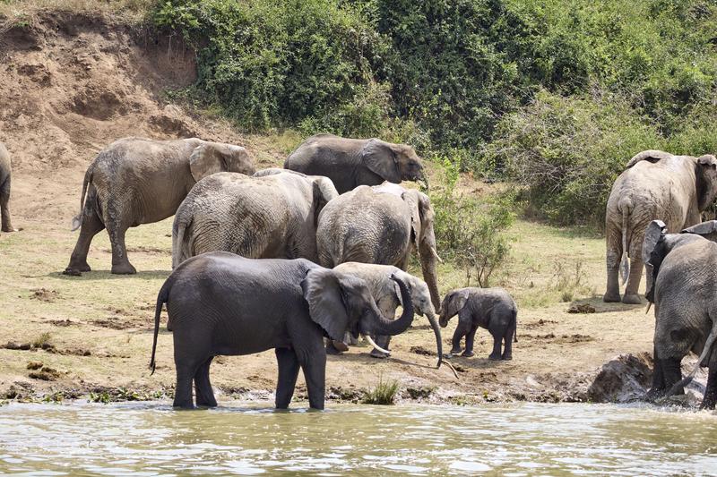 Herd of elephants in the water, Uganda