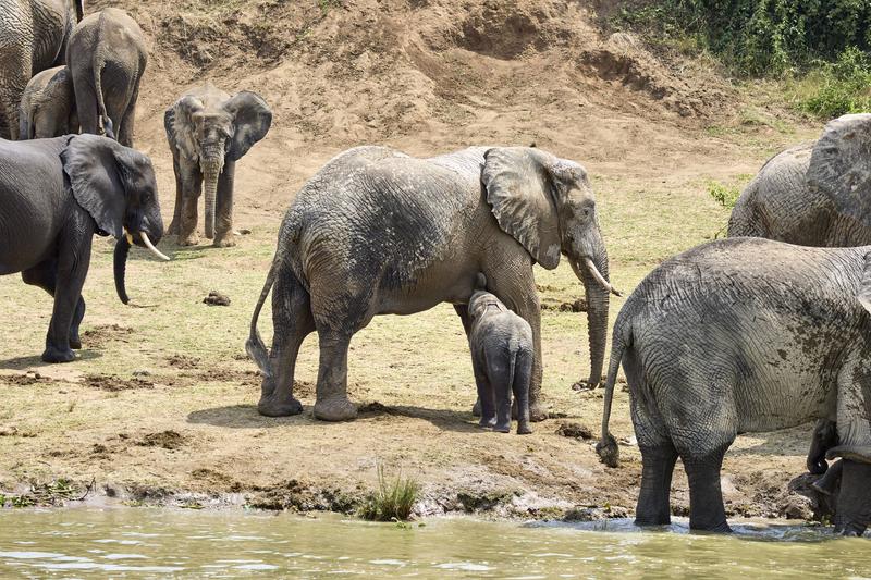 Herd of elephants in the water, Uganda