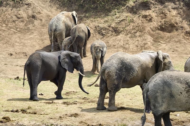 Herd of elephants in the water, Uganda