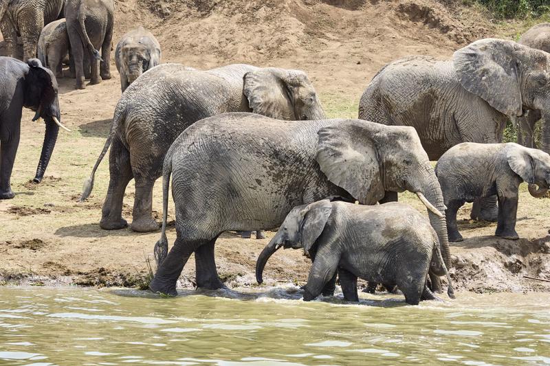 Herd of elephants in the water, Uganda