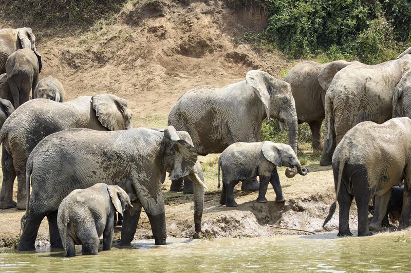 Herd of elephants in the water, Uganda