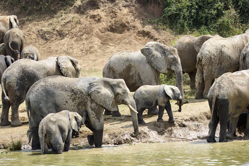 Herd of elephants in the water, Uganda