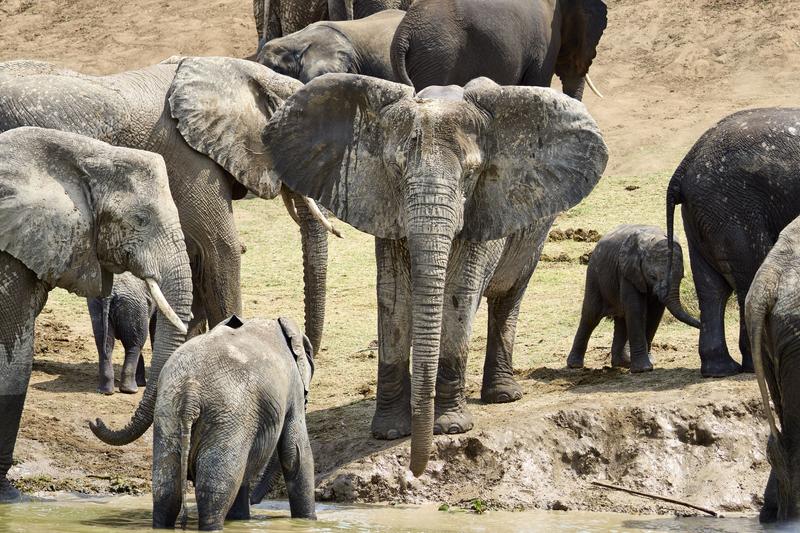 Herd of elephants in the water, Uganda