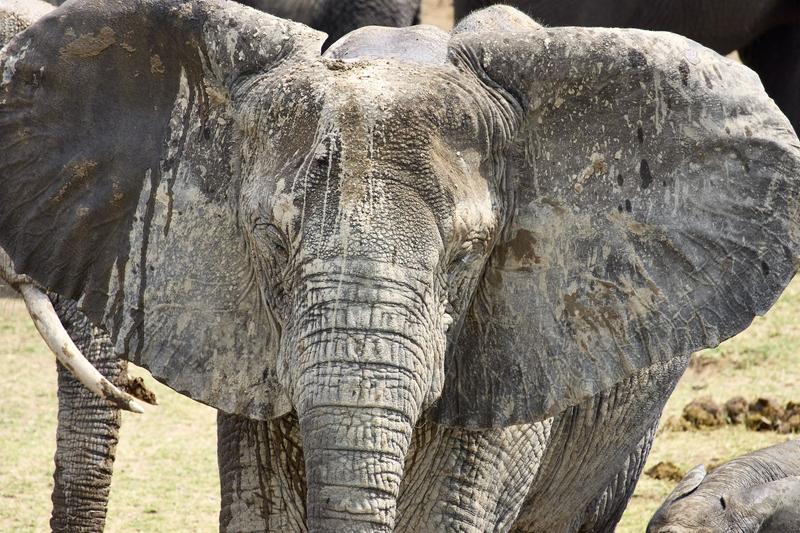 Elephant close up, Uganda