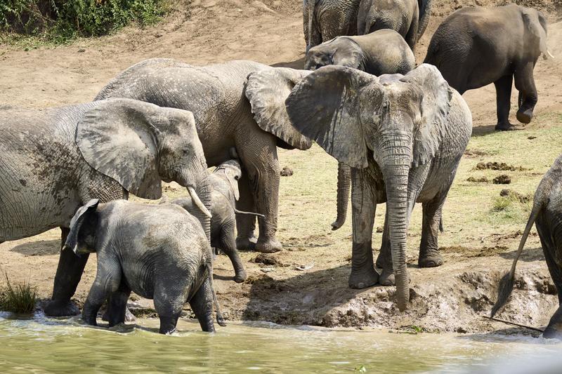 Herd of elephants in the water, Uganda