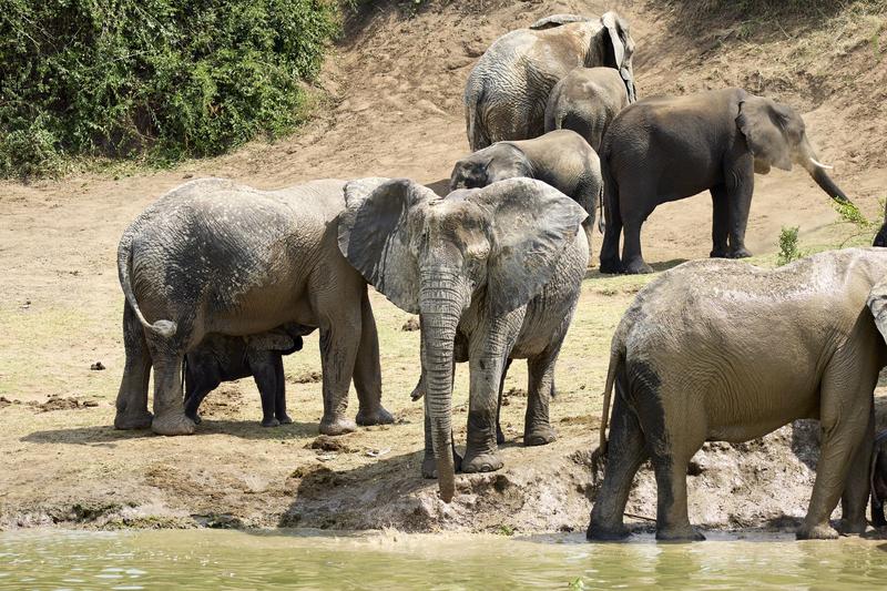 Herd of elephants in the water, Uganda