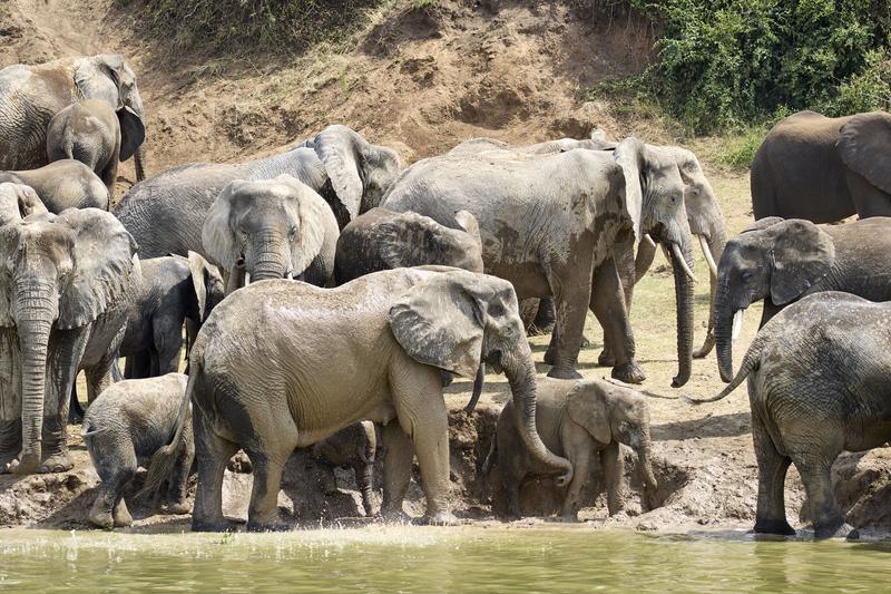 Herd of elephants in the water, Uganda