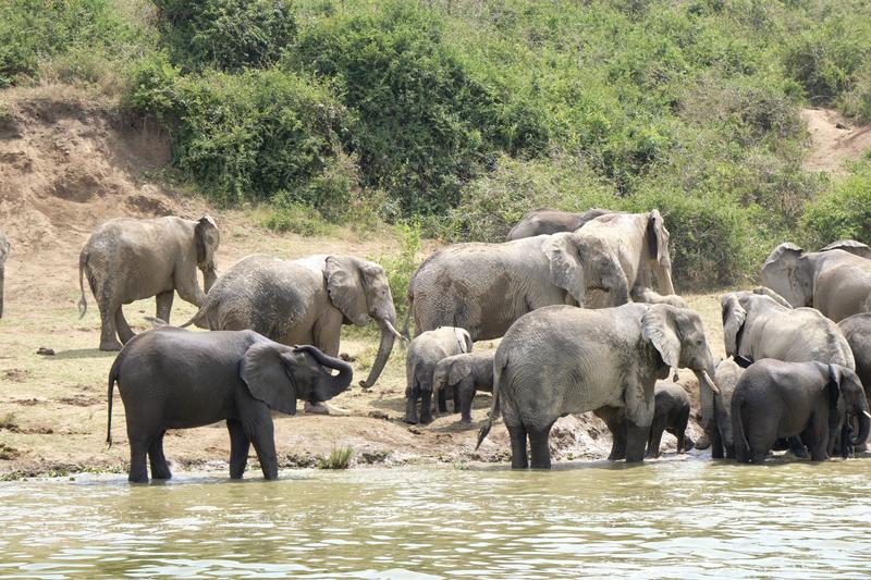 Herd of elephants in the water, Uganda