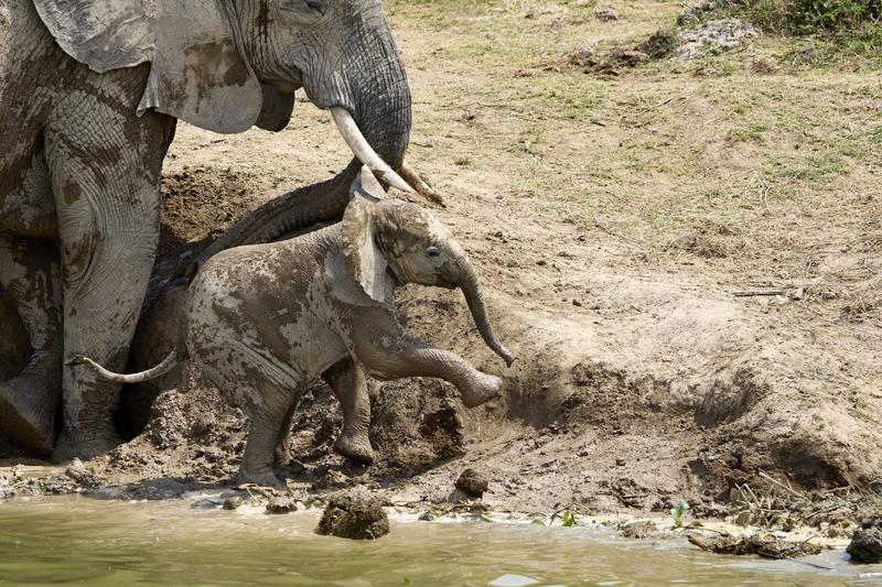 Baby elephant trying to climb over a hill, Uganda