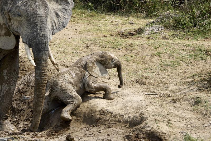 Baby elephant trying to climb over a hill, Uganda