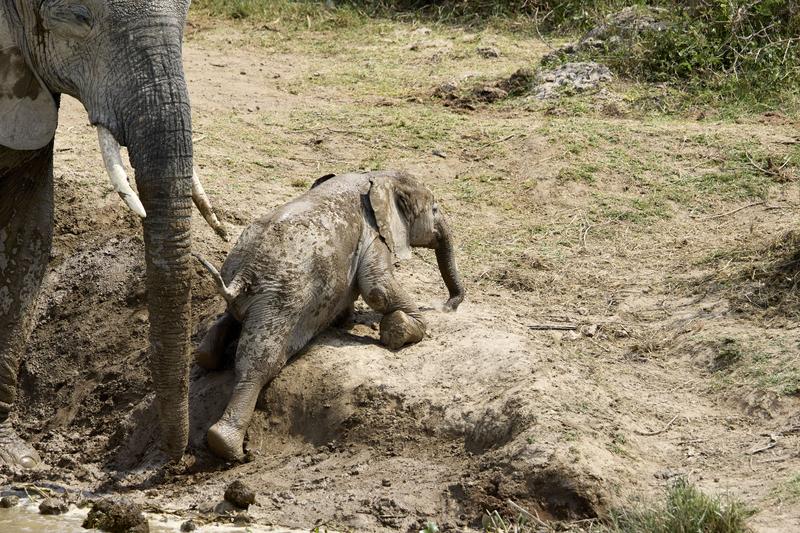 Baby elephant trying to climb over a hill, Uganda