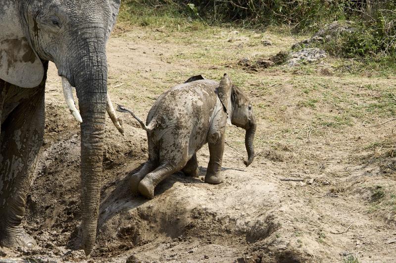 Baby elephant trying to climb over a hill, Uganda