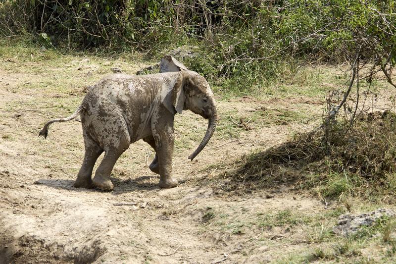 Baby elephant trying to climb over a hill, Uganda