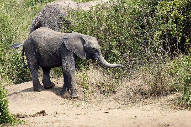 Elephants on the water's edge, Uganda