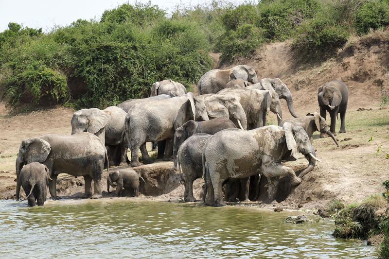 Herd of elephants in the water, Uganda