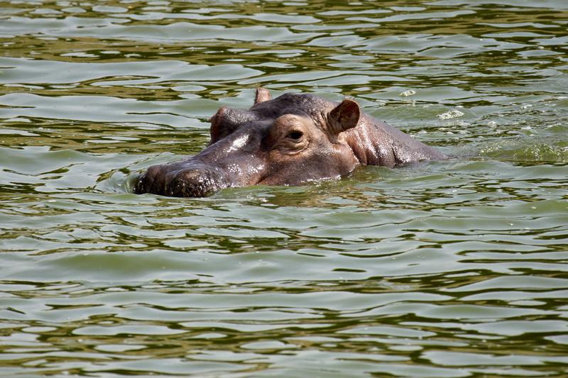 Hippo in water, Uganda