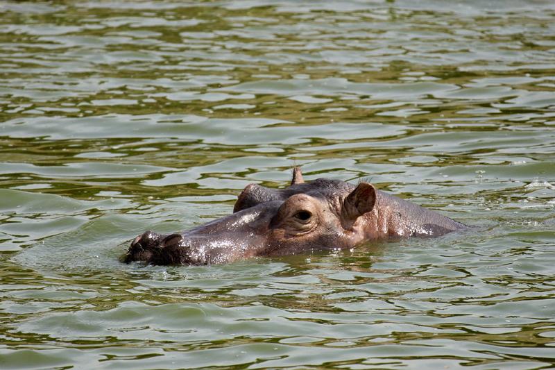 Hippo in water, Uganda