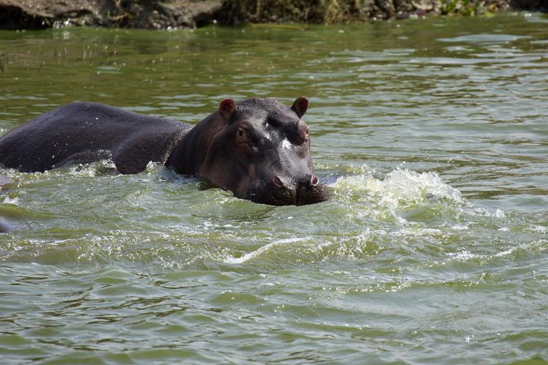 Hippo in water, Uganda