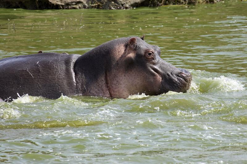 Hippo in water, Uganda