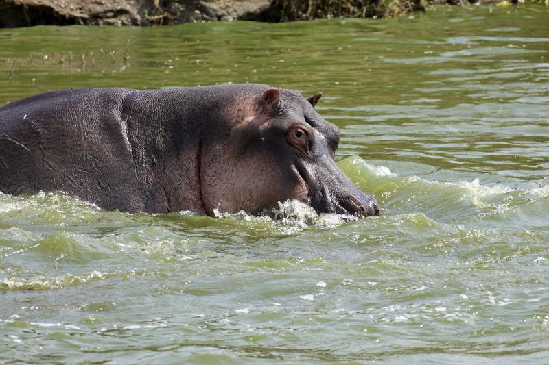 Hippo in water, Uganda