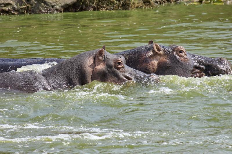 Hippo in water, Uganda