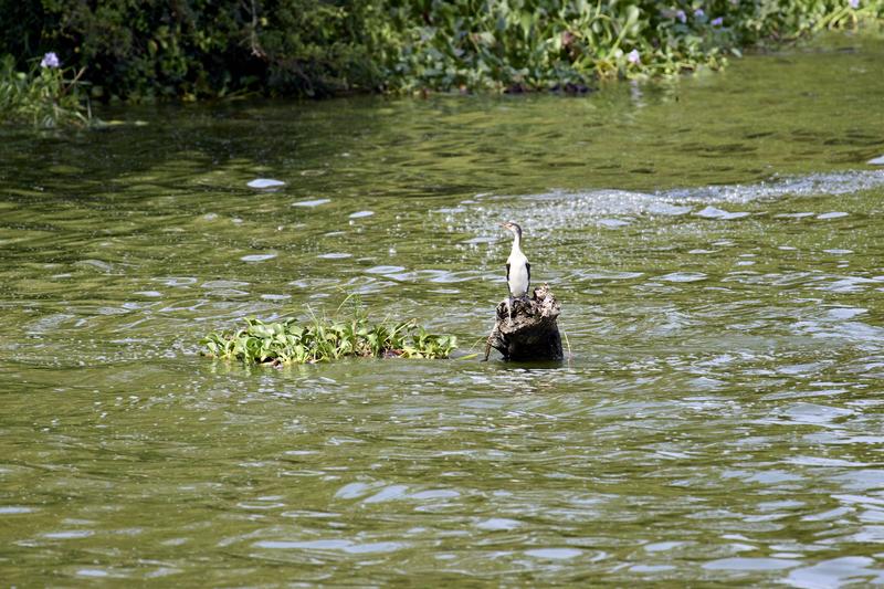 Little pied cormorant, Uganda