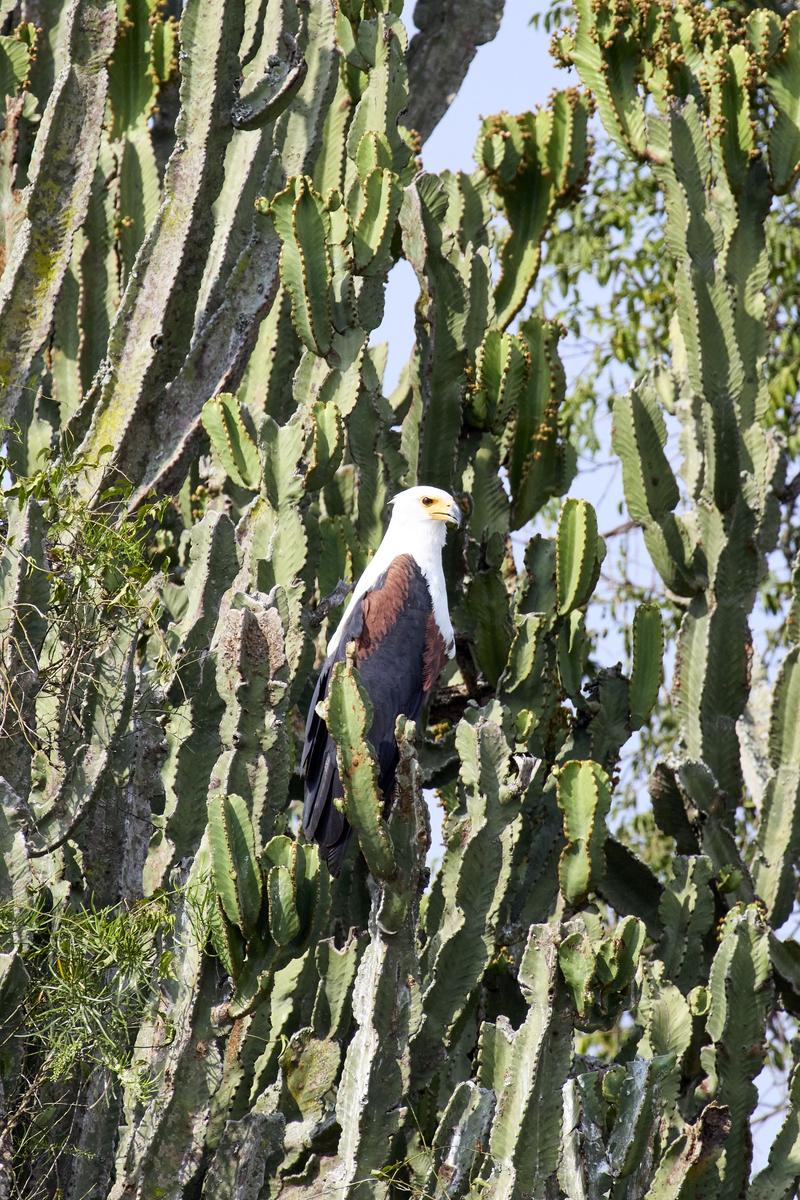 African fish eagle, Uganda