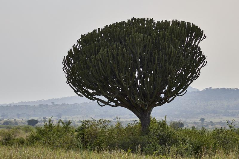 Euphorbia candelabrum, Uganda