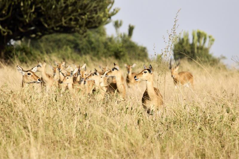 Herd of Uganda Kob, Uganda