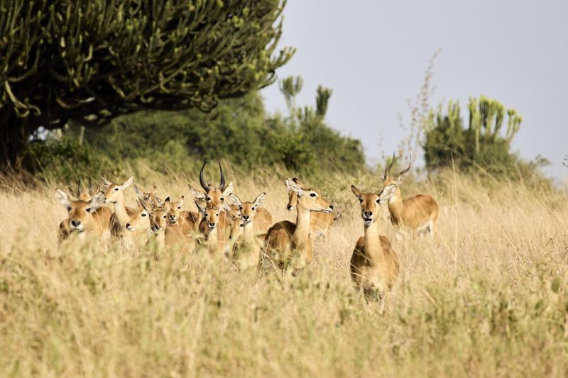 Herd of Uganda Kob, Uganda