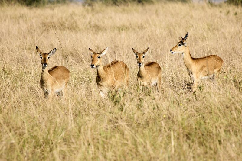 Herd of Uganda Kob, Uganda