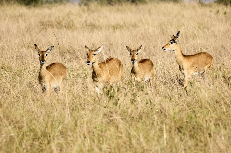 Herd of Uganda Kob, Uganda