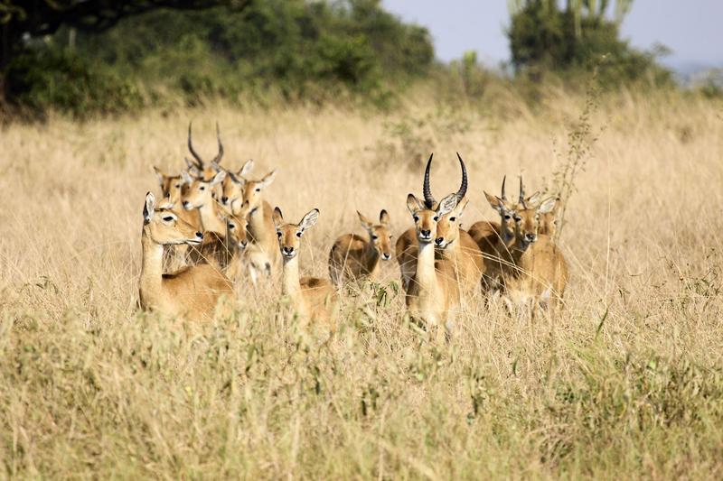 Herd of Uganda Kob, Uganda