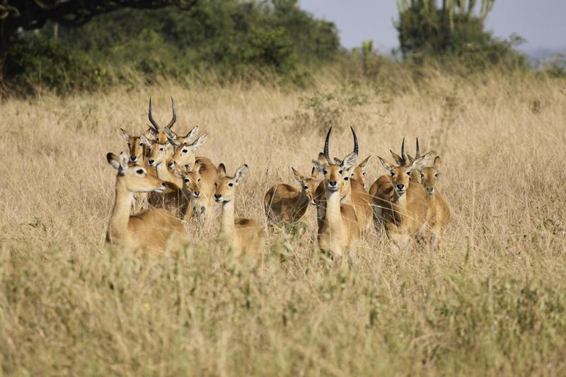 Herd of Uganda Kob, Uganda