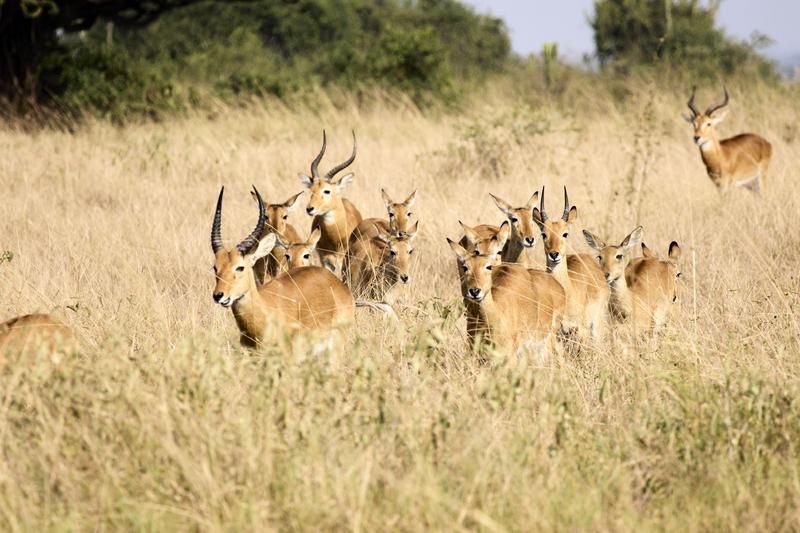 Herd of Uganda Kob, Uganda