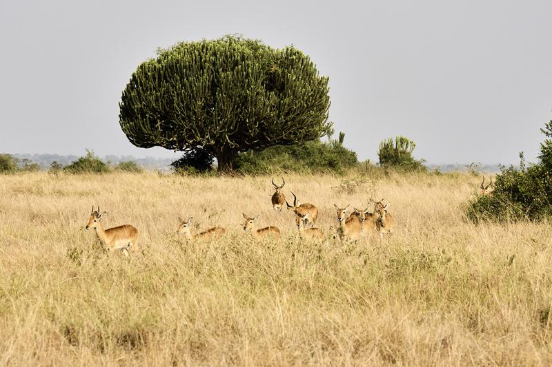 Herd of Uganda Kob, Uganda