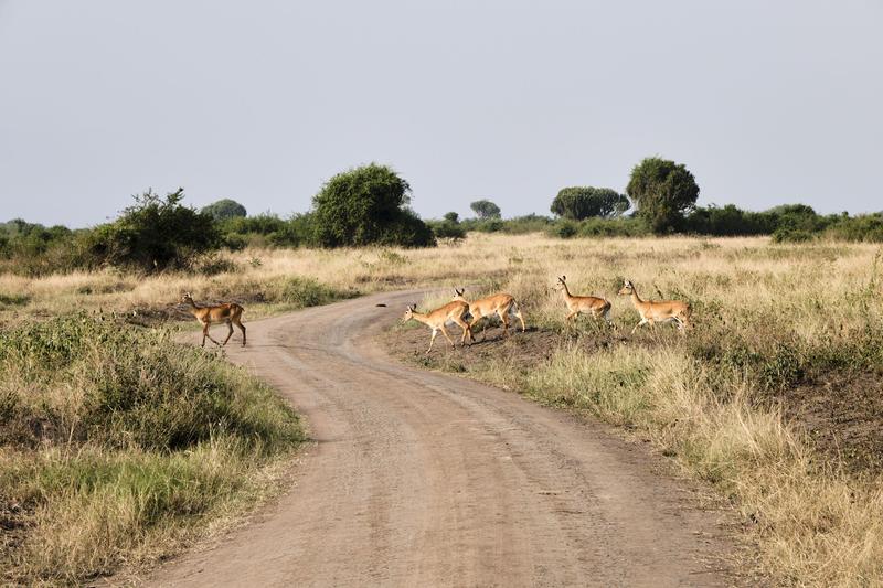 Uganda Kob crossing the road, Uganda