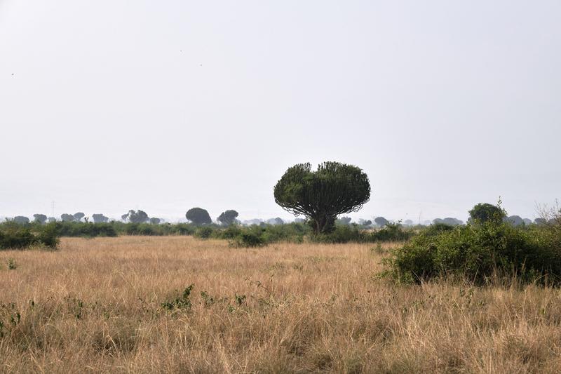 Euphorbia candelabrum, Uganda