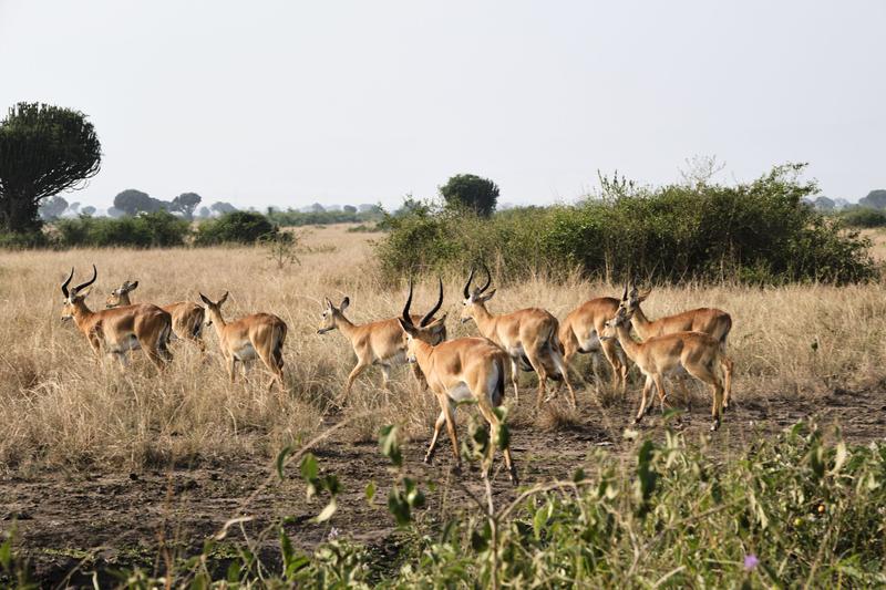 Herd of Uganda Kob, Uganda